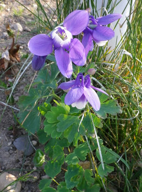 0531_紫の花.jpg