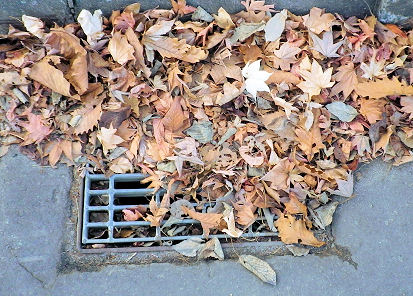 1202_枯葉だらけ！.jpg