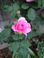 f:id:hotken105:20120520125337j:image:medium f:id:hotken105:20120520125337j:image:medium