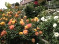 f:id:hotken105:20120520125542j:image:medium f:id:hotken105:20120520125542j:image:medium