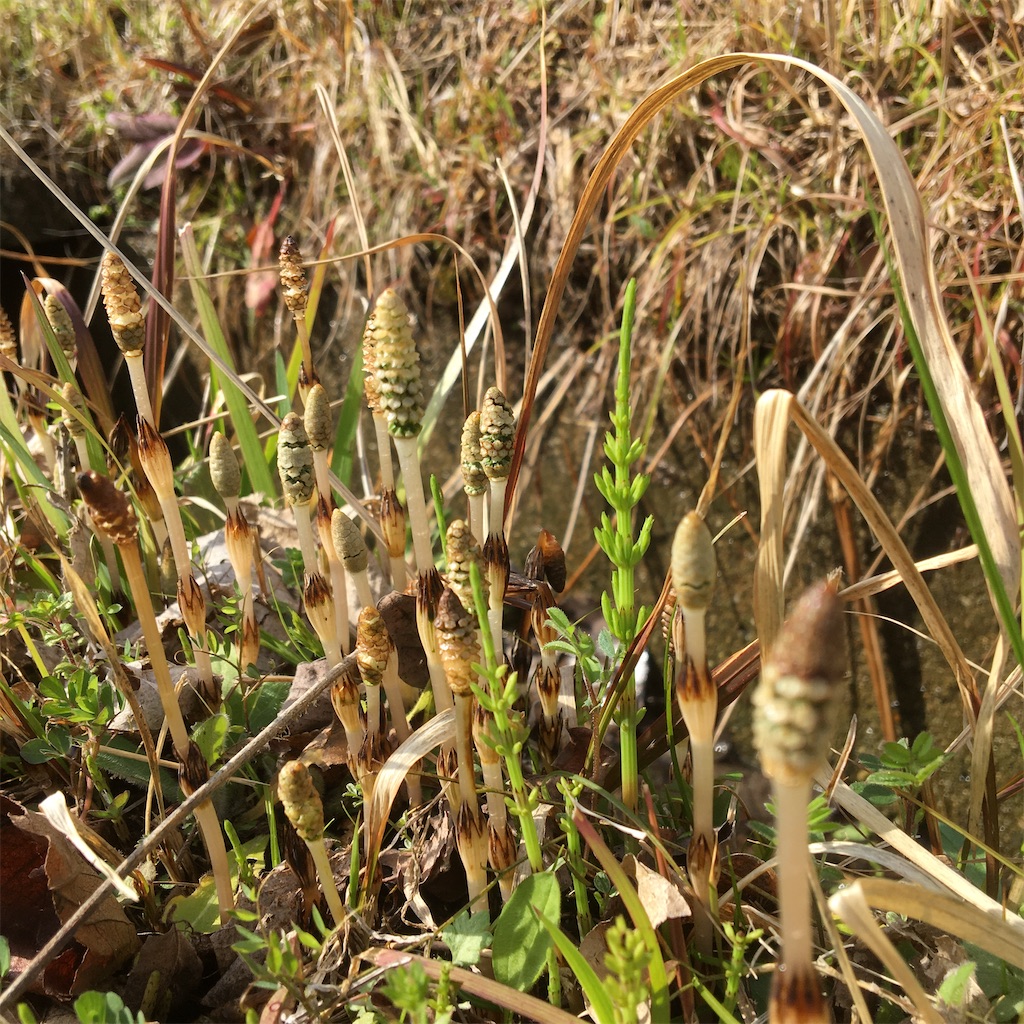 f:id:hotmilkmama:20210323205037j:image