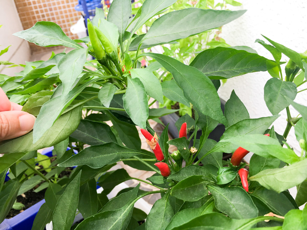 f:id:hotpepper-gourmet:20181004110204j:plain