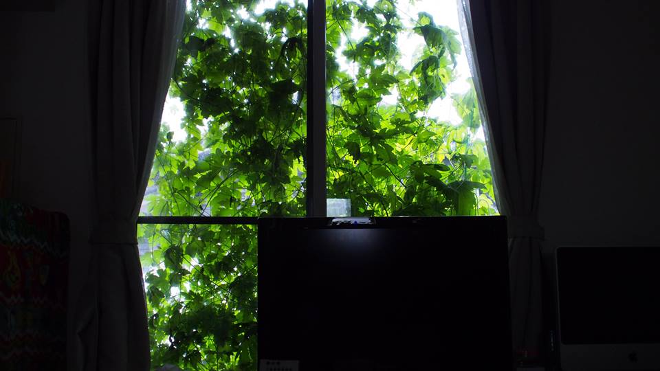 f:id:hottyhottea:20180607214648j:plain f:id:hottyhottea:20180607214648j:plain