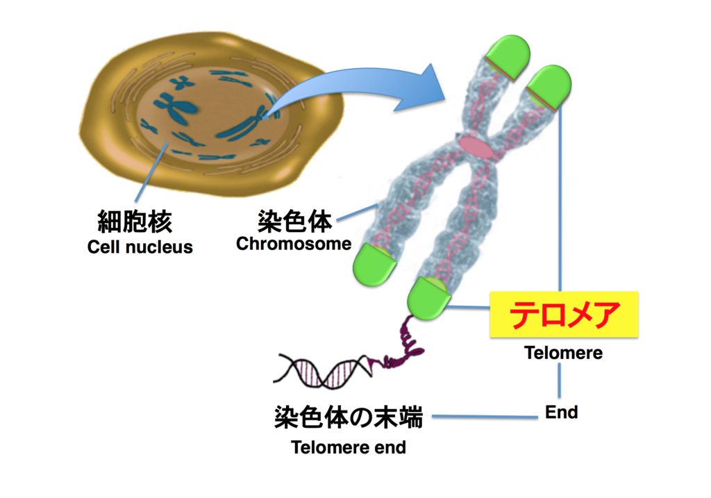 テロメア 構造: テロメラーゼ 構造 _ テロメア – UROTAM