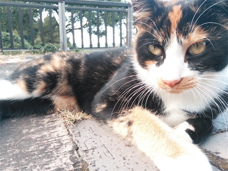 f:id:houmei:20131023030507j:image