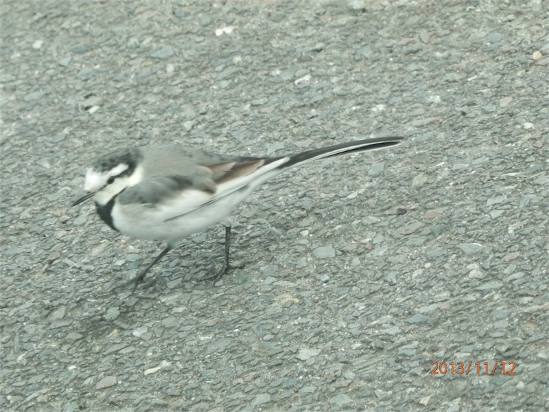 f:id:houmei:20131119015517j:image