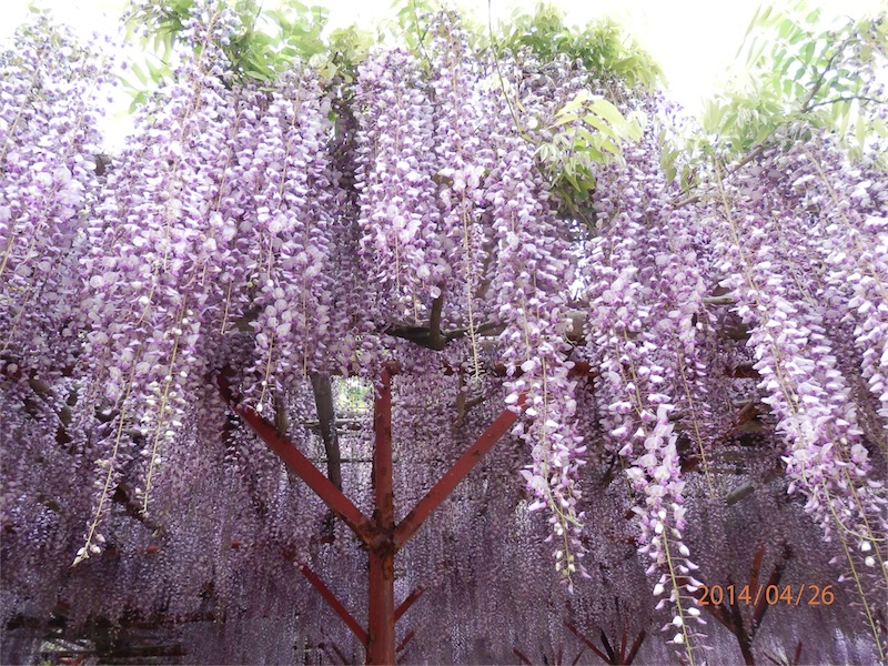 f:id:houmei:20140427231906j:image