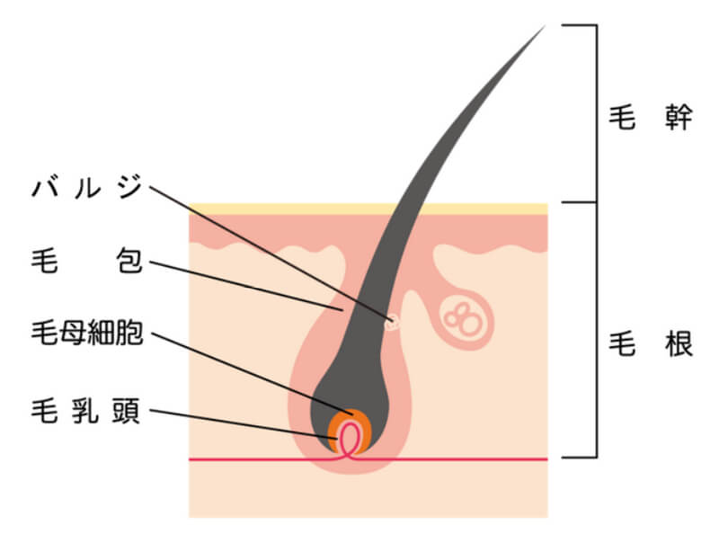 毛の仕組み 毛の仕組み