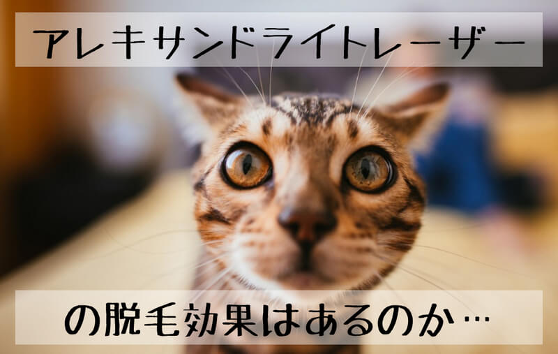 f:id:hourou_world:20170802213829j:plain f:id:hourou_world:20170802213829j:plain