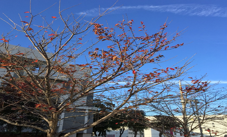 f:id:house_leaseback:20171127105041p:plain