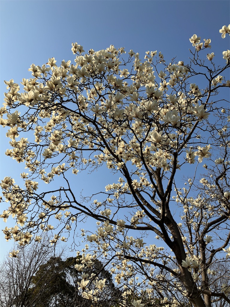 f:id:housfrau:20240316215942j:image