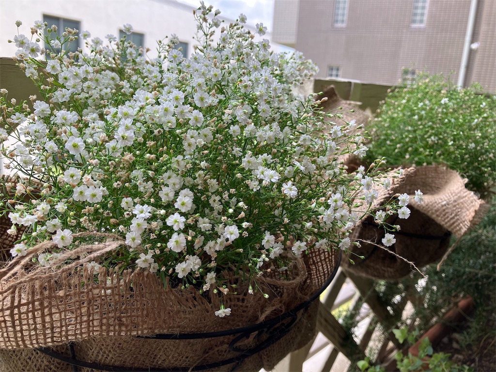 f:id:housfrau:20240603154246j:image