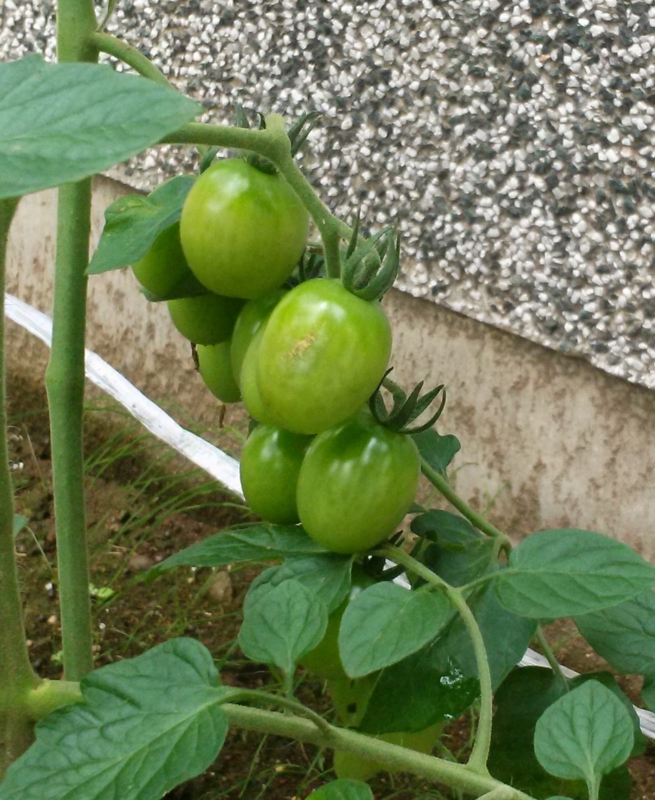 f:id:how-are-you:20140714114832j:image:w360