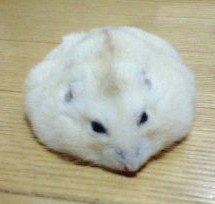 f:id:howard0704:20180131204609j:plain f:id:howard0704:20180131204609j:plain