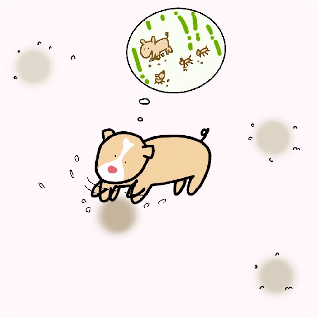 f:id:howawan:20210427235309j:image