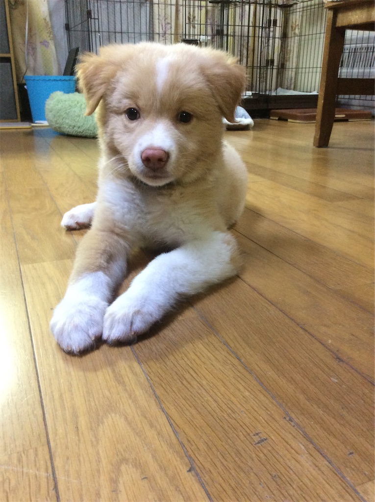 f:id:howawan:20210511214955j:image