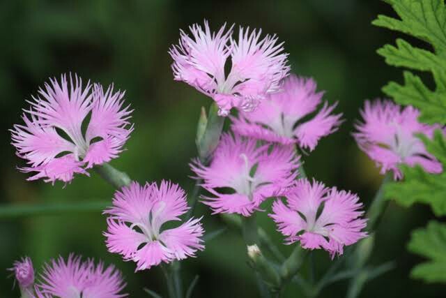 f:id:however-down:20190609081322j:image