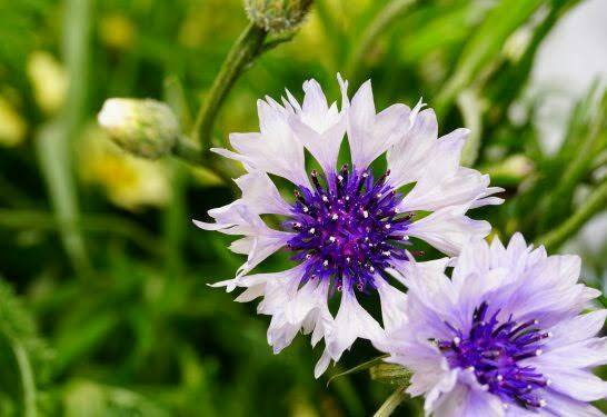 f:id:however-down:20200316005755j:image