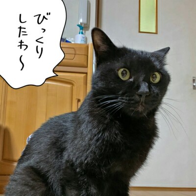 f:id:however-down:20201220103935j:image