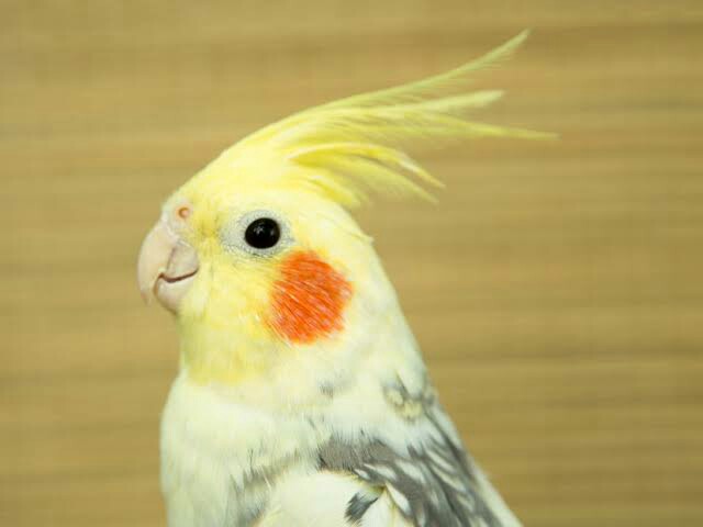 f:id:however-down:20210127210605j:image