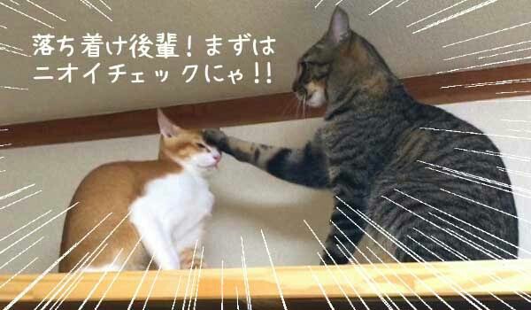 f:id:however-down:20210222003220j:image