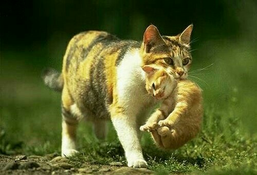 f:id:however-down:20210821112142j:image
