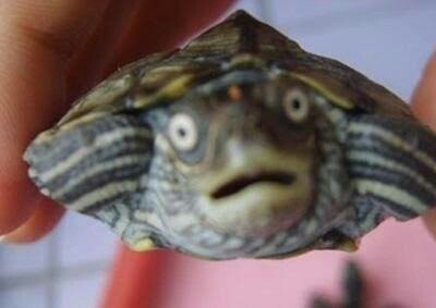 f:id:however-down:20211011233153j:image f:id:however-down:20211011233153j:image