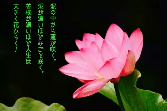 f:id:however-down:20211219141841j:image f:id:however-down:20211219141841j:image