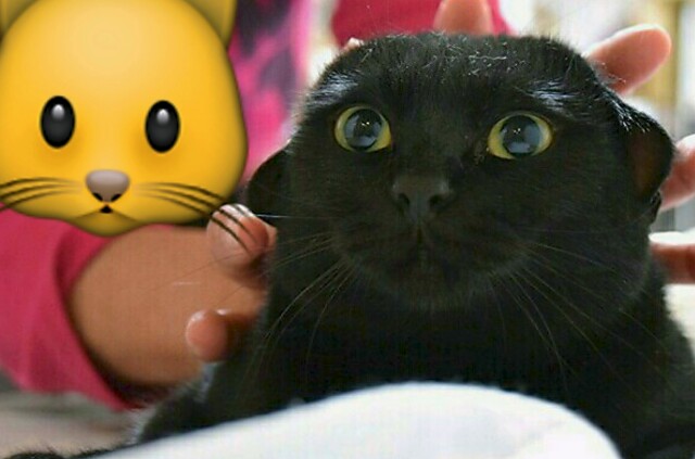 f:id:however-down:20230129121756j:image