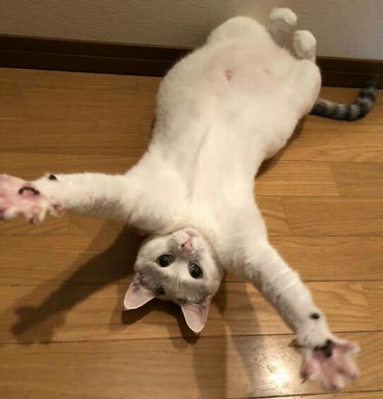 f:id:however-down:20230226122138j:image