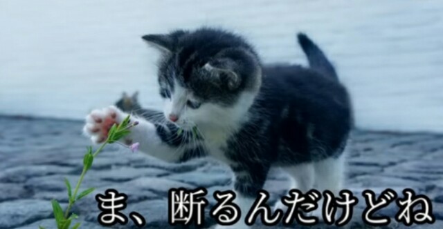f:id:however-down:20230609011732j:image f:id:however-down:20230609011732j:image