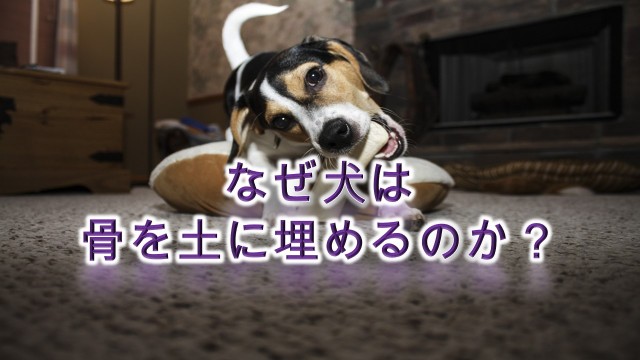 f:id:however-down:20240107012138j:image
