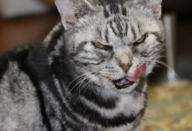 f:id:however-down:20240207234212j:image f:id:however-down:20240207234212j:image