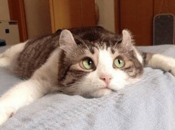 f:id:however-down:20240331093948j:image