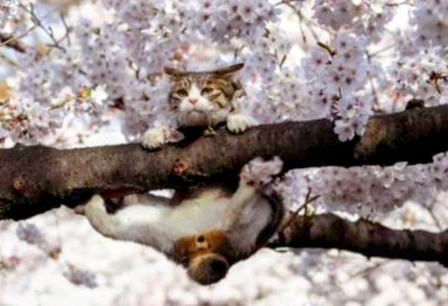 f:id:however-down:20240407083609j:image