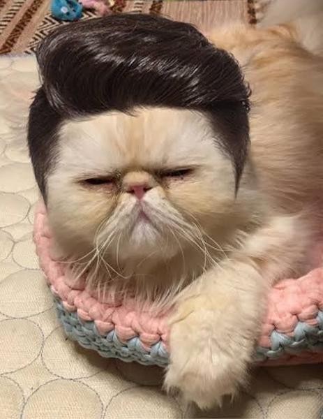 f:id:however-down:20240410203117j:image