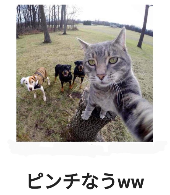 f:id:however-down:20240425232356j:image