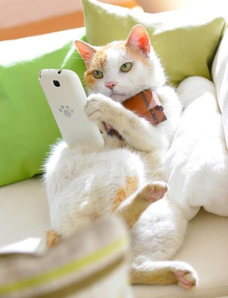 f:id:however-down:20240508232217j:image