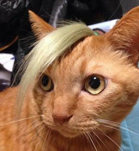 f:id:however-down:20240512231906j:image