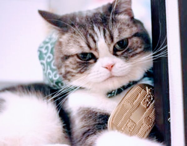 f:id:however-down:20240820152839j:image f:id:however-down:20240820152839j:image