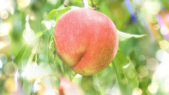 f:id:however-down:20241120230650j:image
