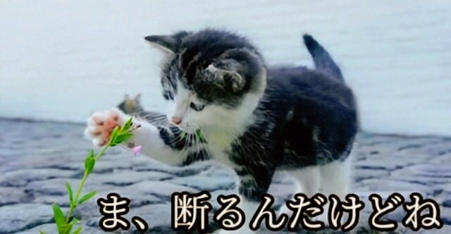 f:id:however-down:20241209191834j:image f:id:however-down:20241209191834j:image