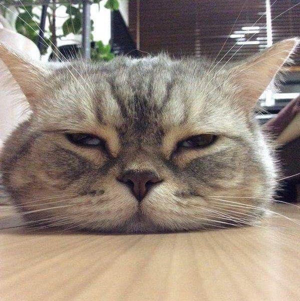 f:id:however-down:20250202184820j:image