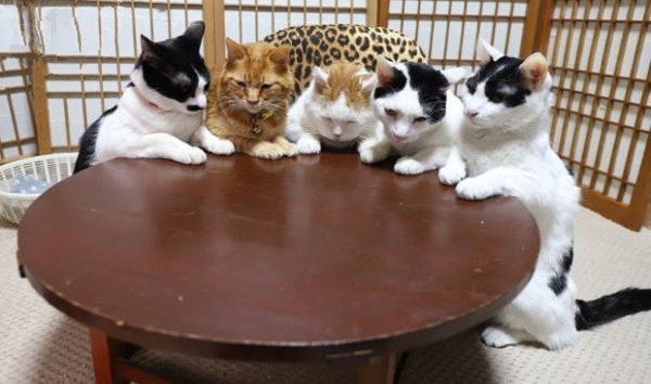 f:id:however-down:20250202192938j:image