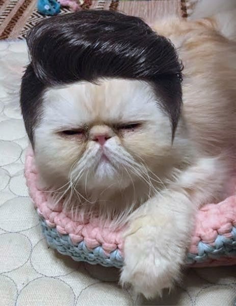 f:id:however-down:20250219211256j:image