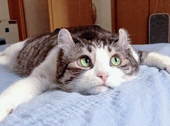 f:id:however-down:20250220214408j:image f:id:however-down:20250220214408j:image