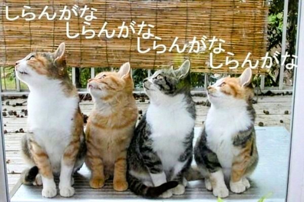 f:id:however-down:20250315224749j:image