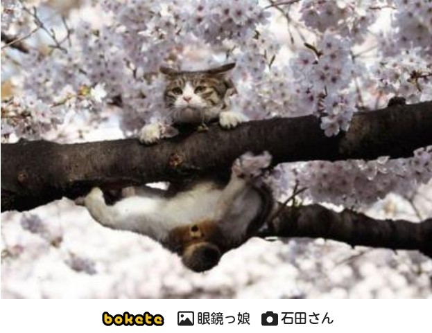 f:id:however-down:20260401084434j:image