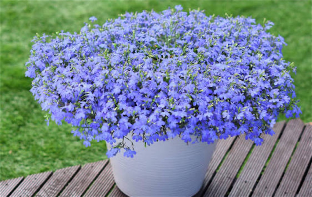 f:id:howtogoaroundjapan:20260603111427j:image f:id:howtogoaroundjapan:20260603111427j:image