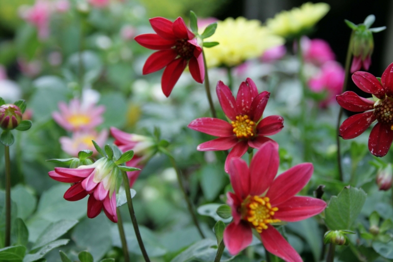 f:id:hozumi3081:20150614225004j:plain